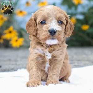 Cammi F1B, Cavapoo Puppy